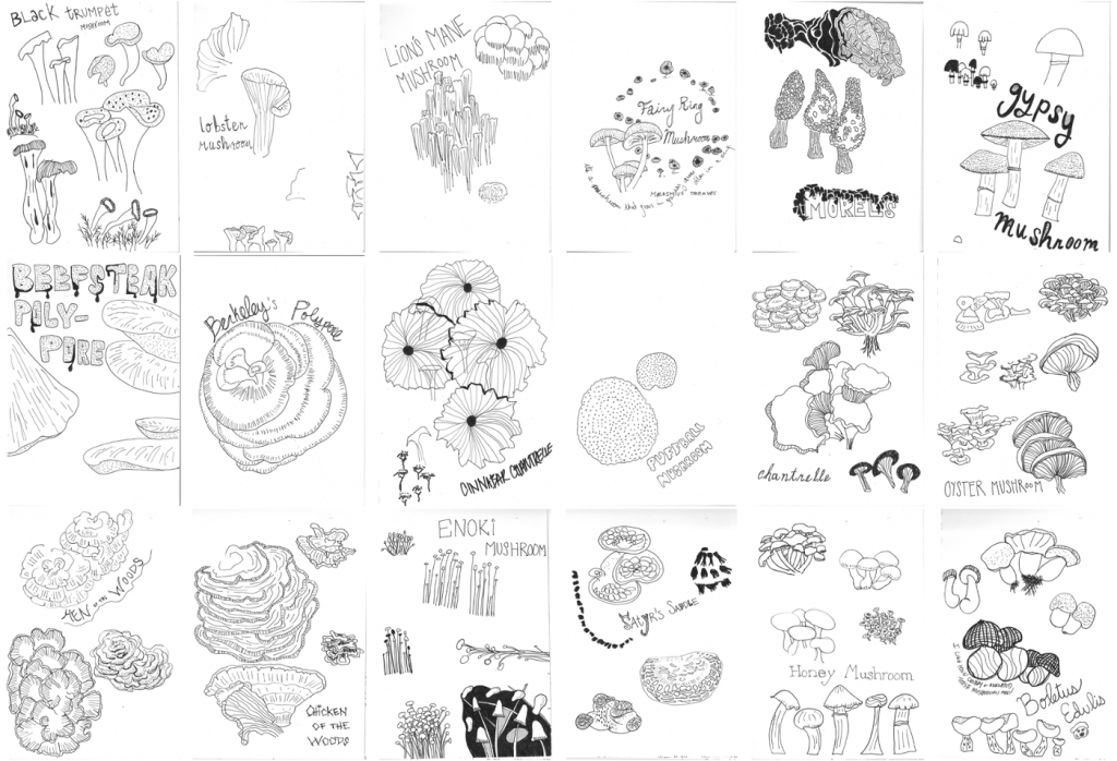 collection of mushroom renderings