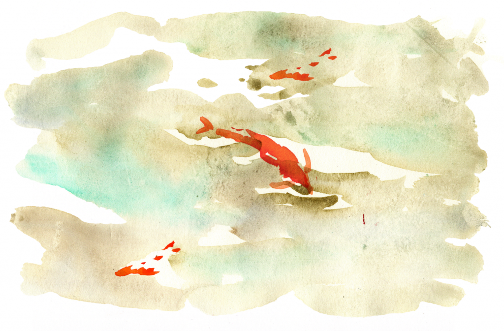 koy fish pond